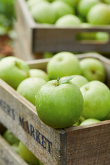 Green apples in a basket, fresh apples (scene inside the orchard)