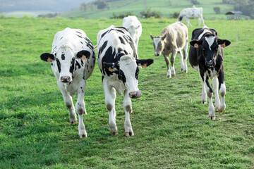 Black and white cows in the pasture on a sunny summer day.