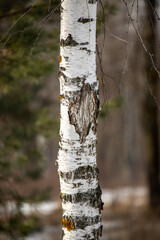 Obraz premium white birch trunk birch forest in winter