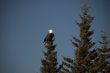 American bald eagle on tree top