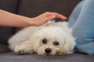 Maltese poodle, dog and relax on couch with hand, woman and care together with love, bonding or comfort in home. Pet puppy, animal and lying on sofa in living room with calm, quiet and cute in house