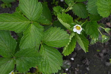 white strawberry flowers close up, green strawberry leaves close up, young spring greenery, White strawberry flowers with green leaves, strawberries bloom in spring