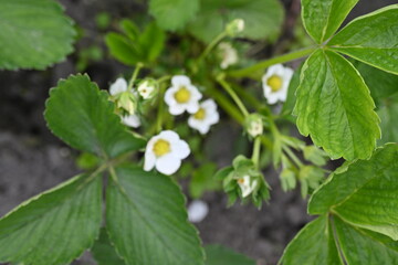 white strawberry flowers close up, green strawberry leaves close up, young spring greenery, White strawberry flowers with green leaves, strawberries bloom in spring