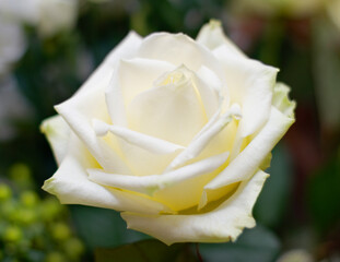 Nature, flower and closeup of a white rose in a garden for a spring bouquet in a green environment. Sustainable, petals and zoom of a natural floral plant in a bush for gardening or outdoor botanical