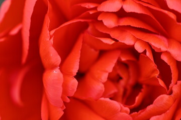 macro red flower close-up as background texture of tulip petals