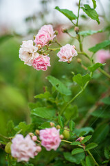 nice  roses in the garden
