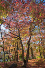 Fototapeta na wymiar Maple tree in autumn