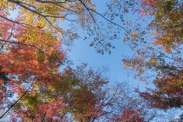 Maple tree in autumn