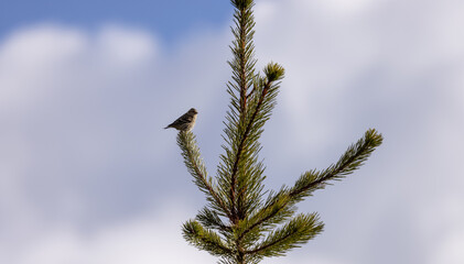 Small Bird sitting on a tree branch with snow mountains in background. Squamish, British Columbia, Canada.