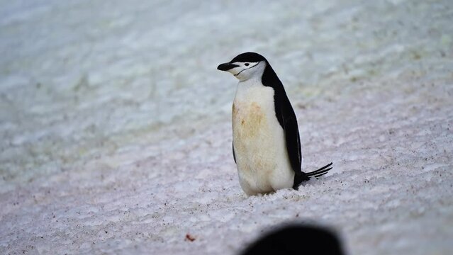 Portrait Of Adélie Penguin In Winter On The Coast Of The Antarctic Continent. Close Up