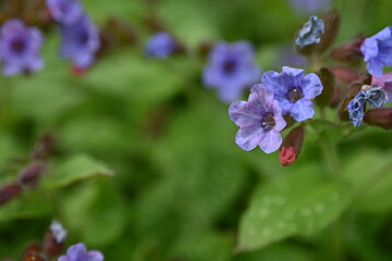spring blue flowers as a background