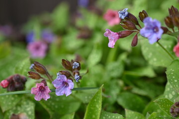 spring blue flowers as a background