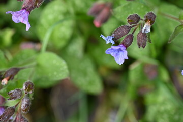 spring blue flowers as a background