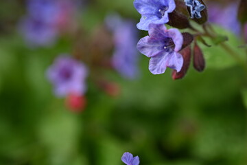 spring blue flowers as a background