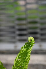 Fresh juicy lettuce fern closeup. Background macro photo of nature in shades. The concept of...