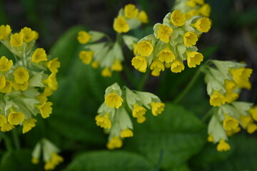 yellow primrose flowers, the first spring flowers 