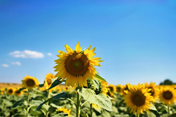 Sunflower field and summer blue sky, Generative AI