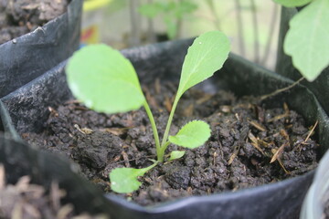 green mustard plants that have just grown in polybags