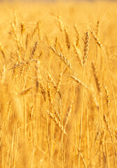 Wheat field on a sunny day. Grain farming, ears of wheat close-up. Agriculture, growing food products.