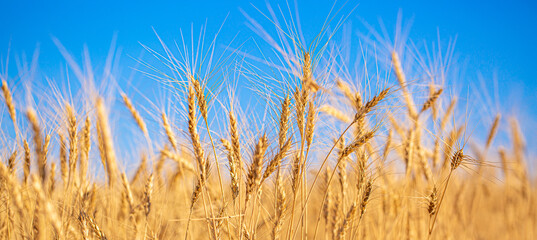 Wheat field on a sunny day. Grain farming, ears of wheat close-up. Agriculture, growing food...