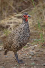 Swainsonfrankolin / Swainson's francolin or Swainson's spurfowl / Francolinus swainsonii.