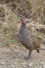 Swainsonfrankolin / Swainson's francolin or Swainson's spurfowl / Francolinus swainsonii.
