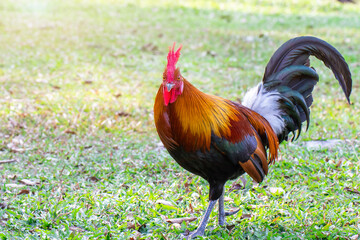 Beautiful Rooster,Rooster bantam colorful standing on the green lawn