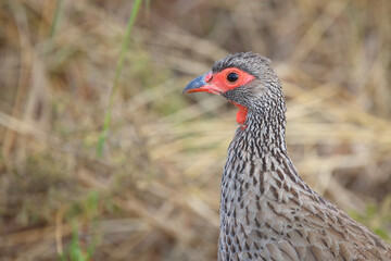 Swainsonfrankolin / Swainson's francolin or Swainson's spurfowl / Francolinus swainsonii.