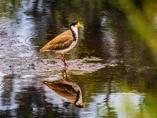 Plover In Rain