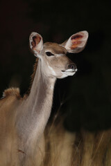 Großer Kudu / Greater kudu / Tragelaphus strepsiceros.
