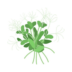 Seeds and sprouts of microgreens of peas. Design element. Vector illustration.