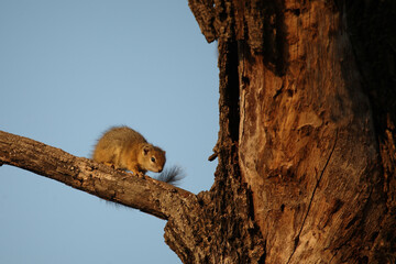 Ockerfußbuschhörnchen / Tree squirrel / Paraxerus cepapi