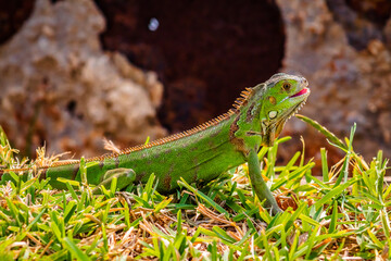 baby green iguana in green grass with blur background in carpenter lagoon of tampico tamaulipas 