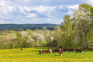 Tuinposter Grazing cattle on a meadow in a beautiful landscape © Lars Johansson