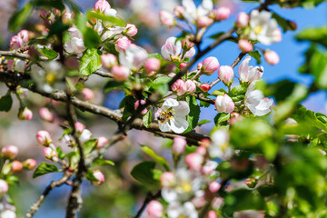 Cherry blossom at springtime