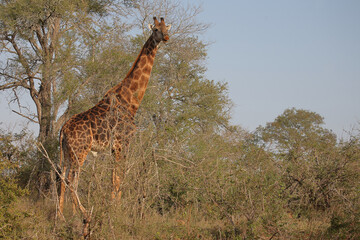 Giraffe / Giraffe / Giraffa camelopardalis