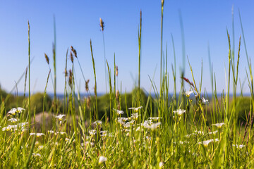 Flowering meadow saxifrage at a sunny day