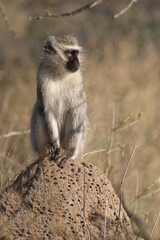 Grüne Meerkatze / Vervet monkey / Cercopithecus aethiops .