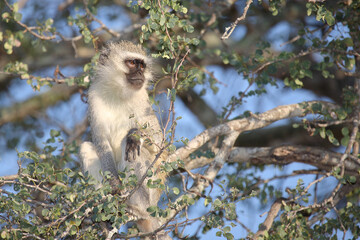 Grüne Meerkatze / Vervet monkey / Cercopithecus aethiops .