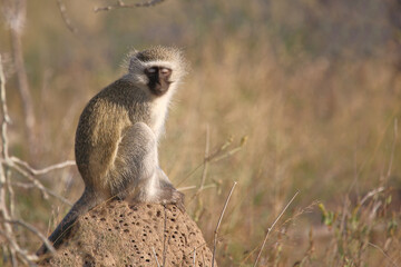 Grüne Meerkatze / Vervet monkey / Cercopithecus aethiops .