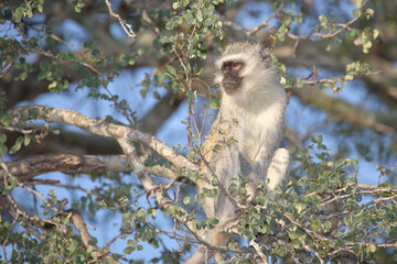 Grüne Meerkatze / Vervet monkey / Cercopithecus aethiops .