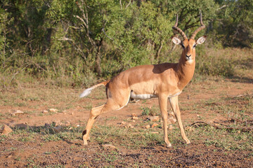 Schwarzfersenantilope / Impala / Aepyceros melampus