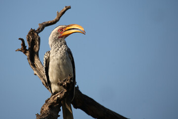 Gelbschnabeltoko / Southern yellow-billed hornbill / Tockus leucomelas