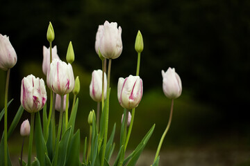 białe tulipany z różowym wzorkiem