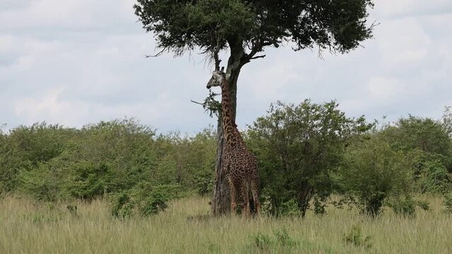 Giraffe reaching to eat from a tall acacia tree in Masai Mara