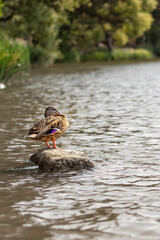 The duck sits on a stone in the water. Bird in the natural environment.