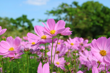 Closeup of Field of Gorgeous Garden Cosmos with Blurry Green Foliage and Blue Sky