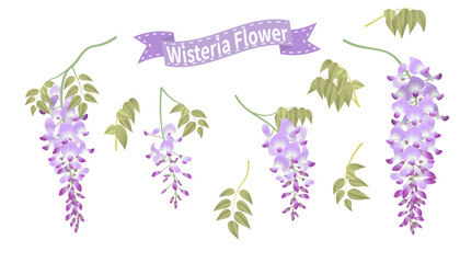 Combination of different wisteria flower bunches and leaves
