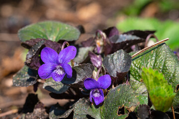 Detailed image of the violet colored flowers of a wood violet (Viola odorota)