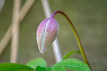 Macro shot of a flower bud of Clematis montana